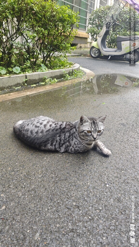 路上蜷卧的花纹猫咪