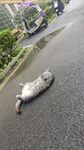 路上躺卧的大肥猪
