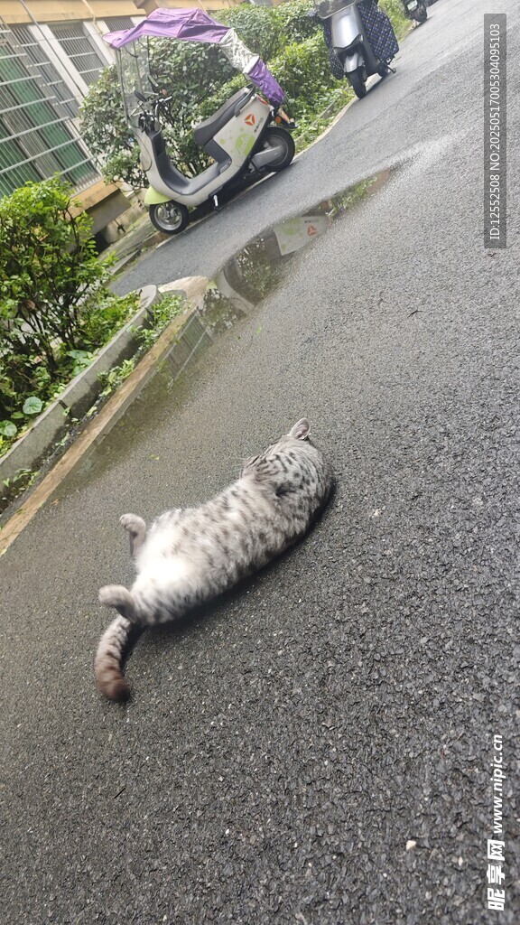 路上躺卧的大肥猪