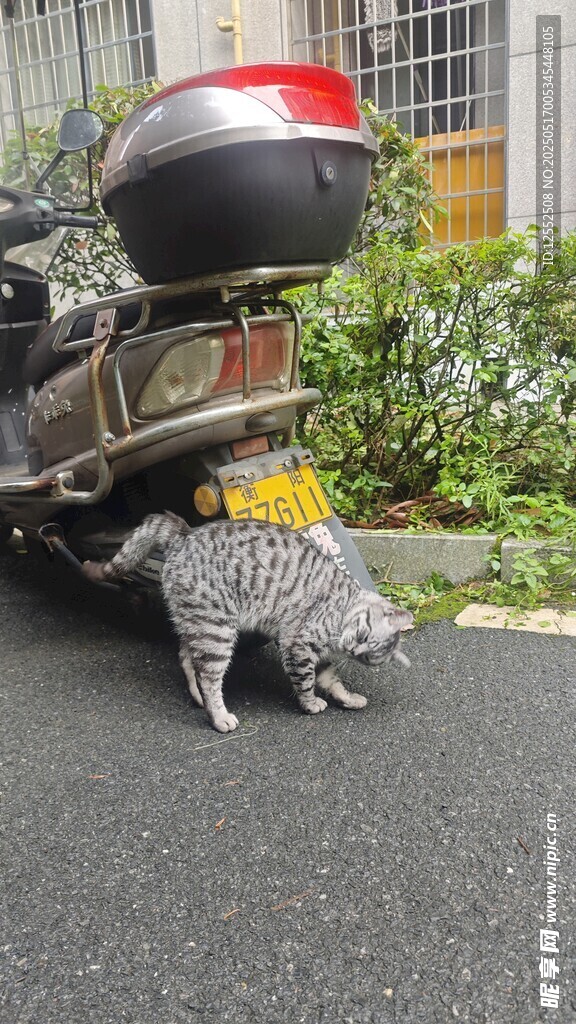 猫咪钻摩托车下躲阴凉