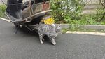 猫咪钻在倾斜车辆下方