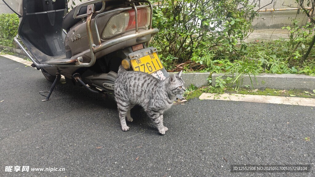 猫咪钻在倾斜车辆下方