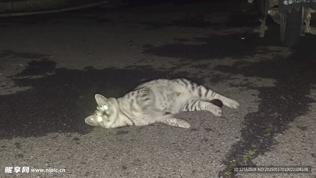 夜晚街边躺卧的花纹猫咪