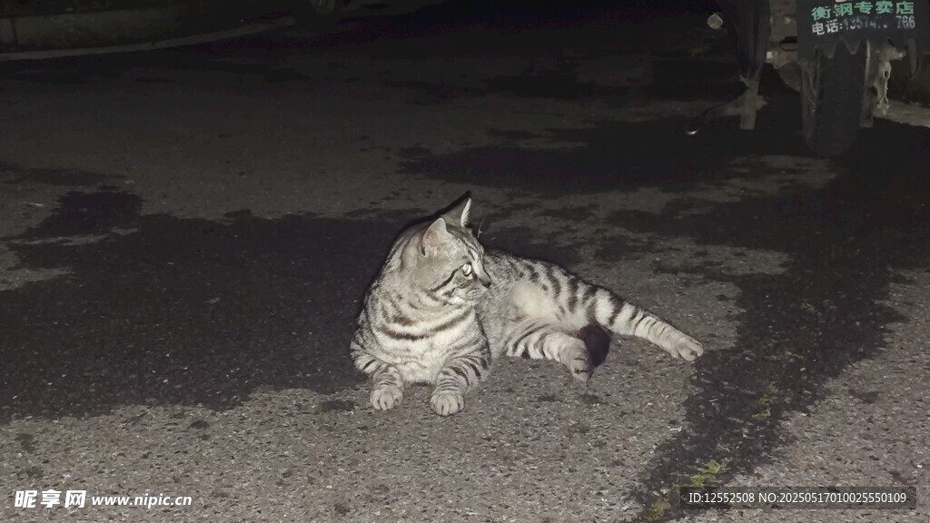 夜晚路边的条纹猫咪