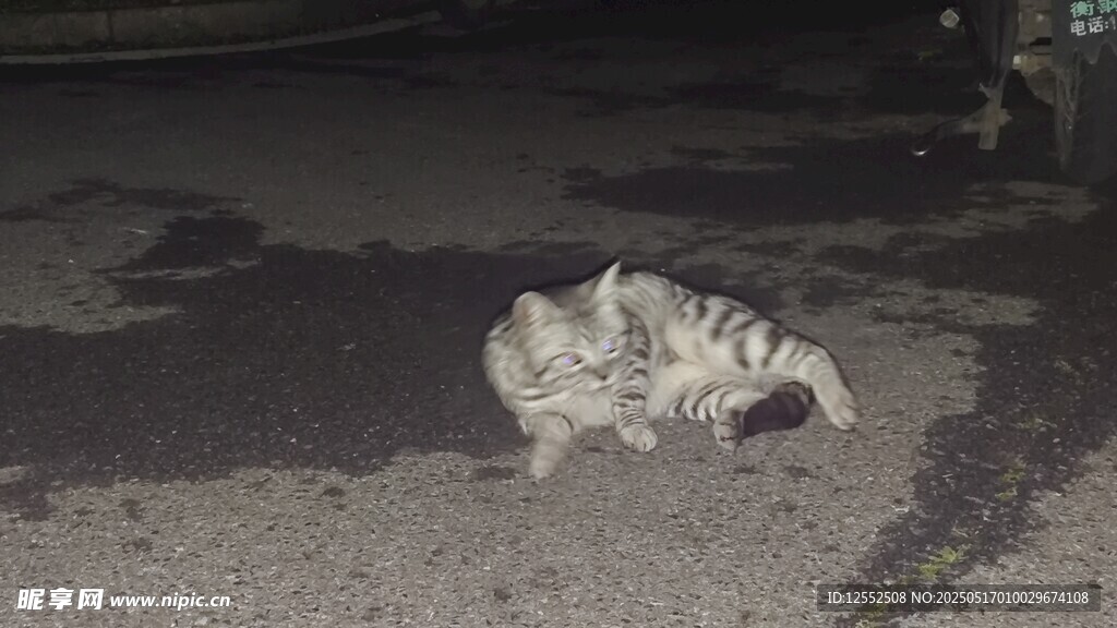夜晚街头的可爱小猫咪