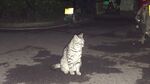 夜晚街头的孤独猫咪