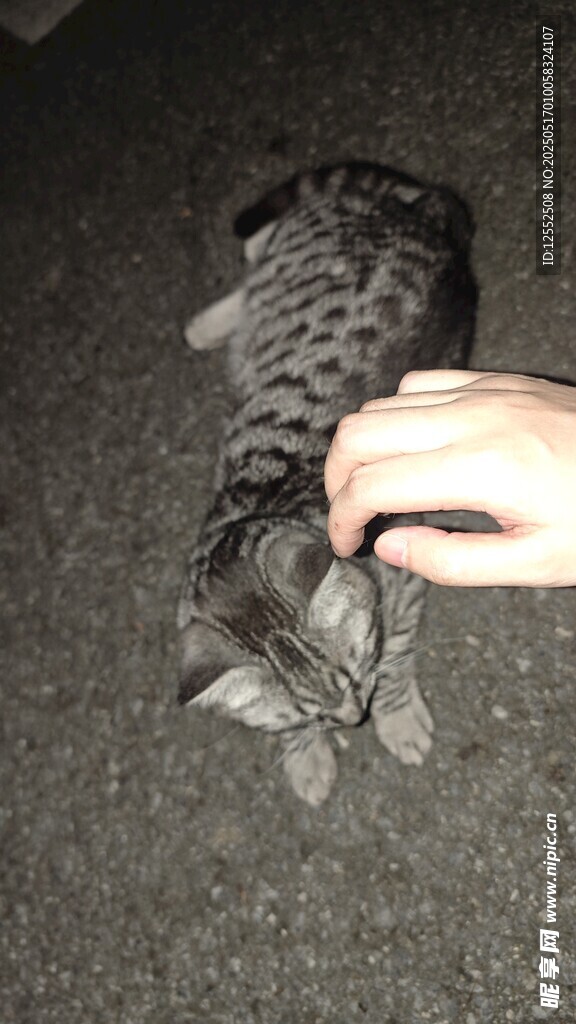 手触黑锦鲤鱼