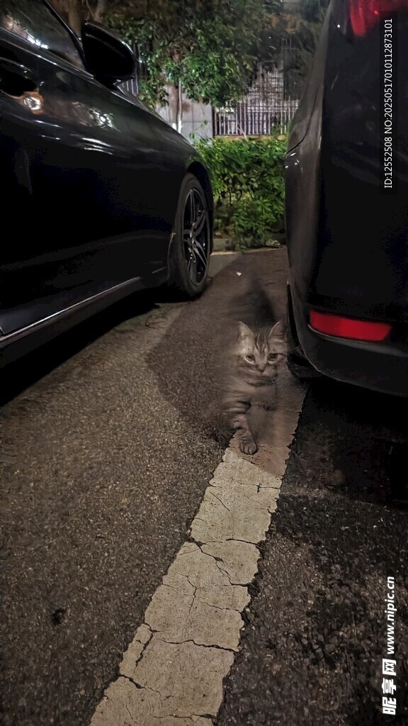路边停车处的猫咪
