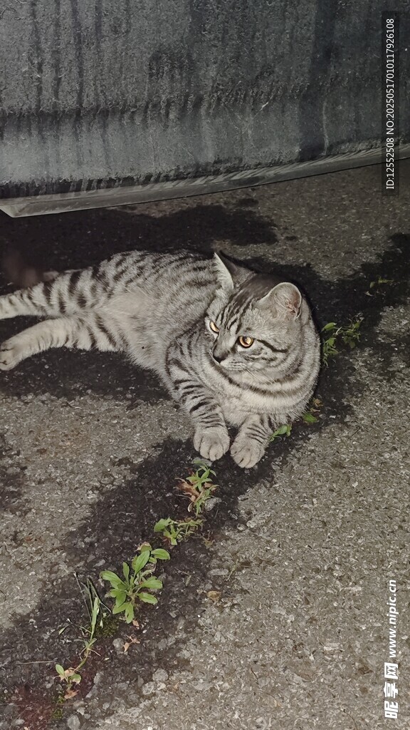 夜晚蜷缩在地面的花纹猫咪