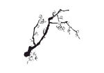 水墨梅花枝