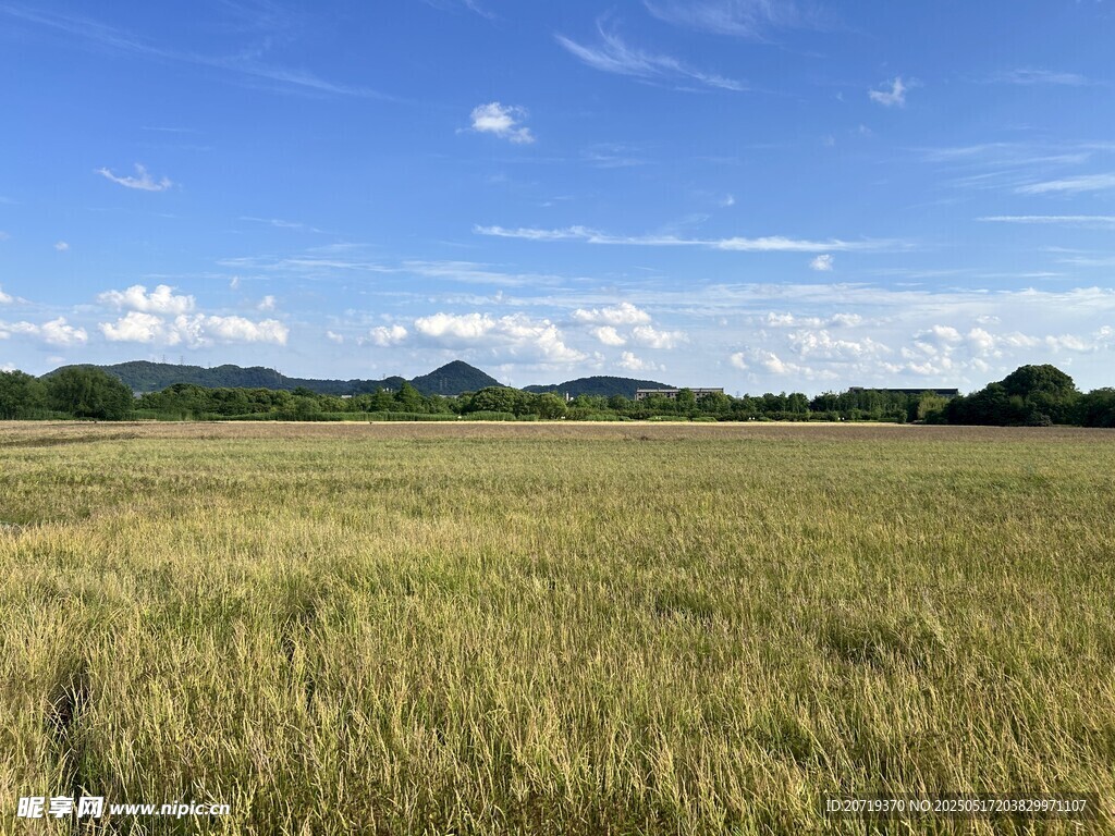 麦田