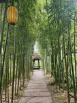 三苏祠竹林景观