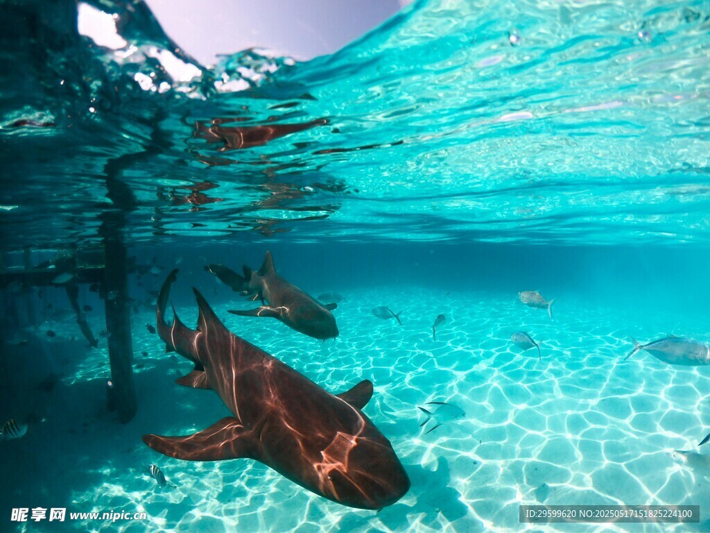 海底鲨鱼与潜水者景象