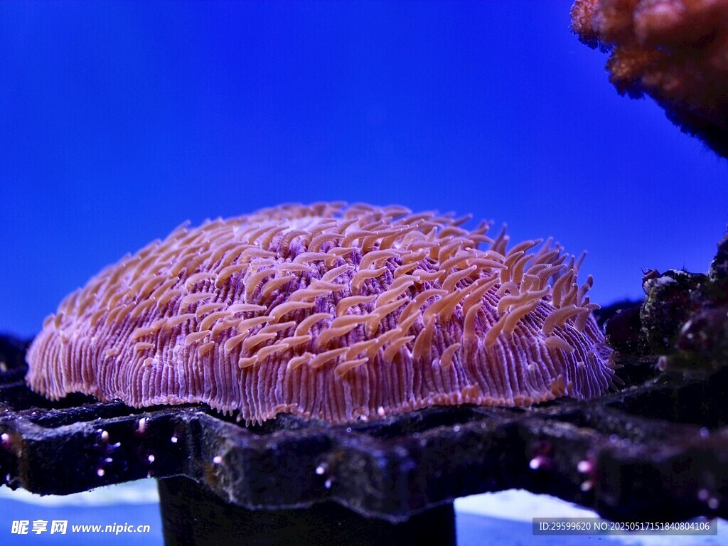 绚丽海葵展示独特纹理