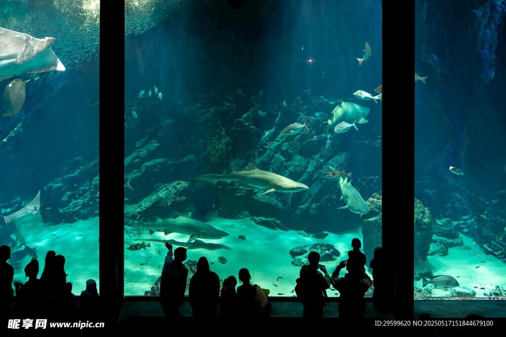 观赏巨型水族馆中的海洋生物