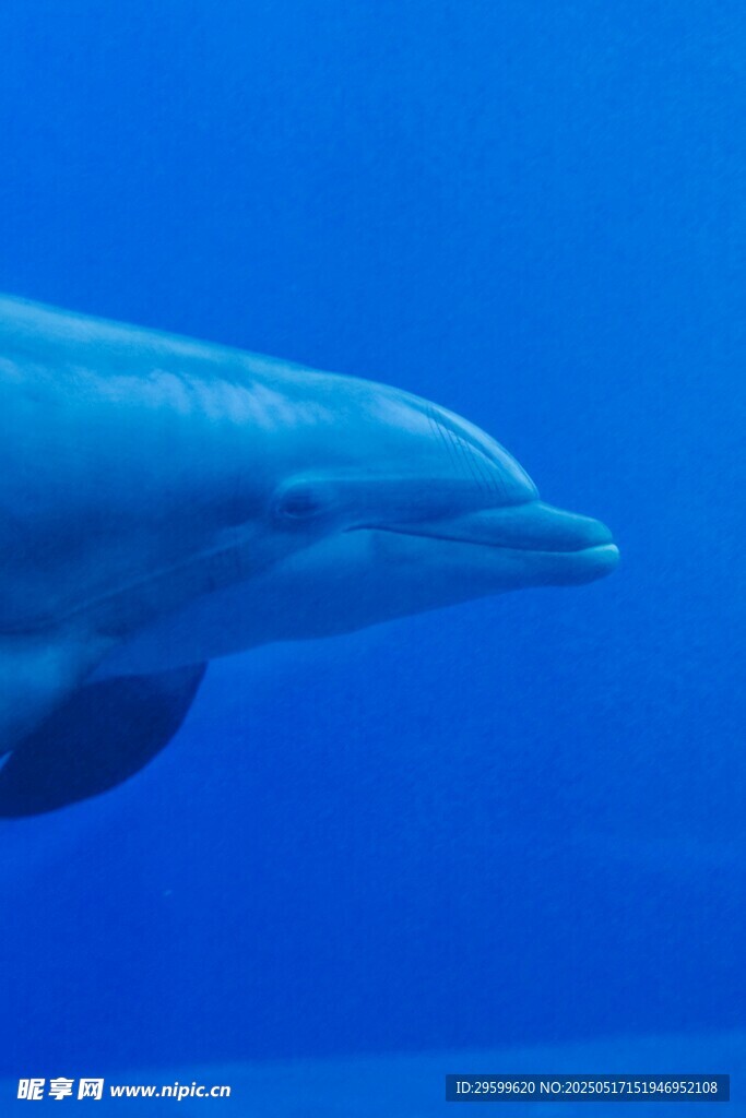 蓝色海洋中的优雅海豚