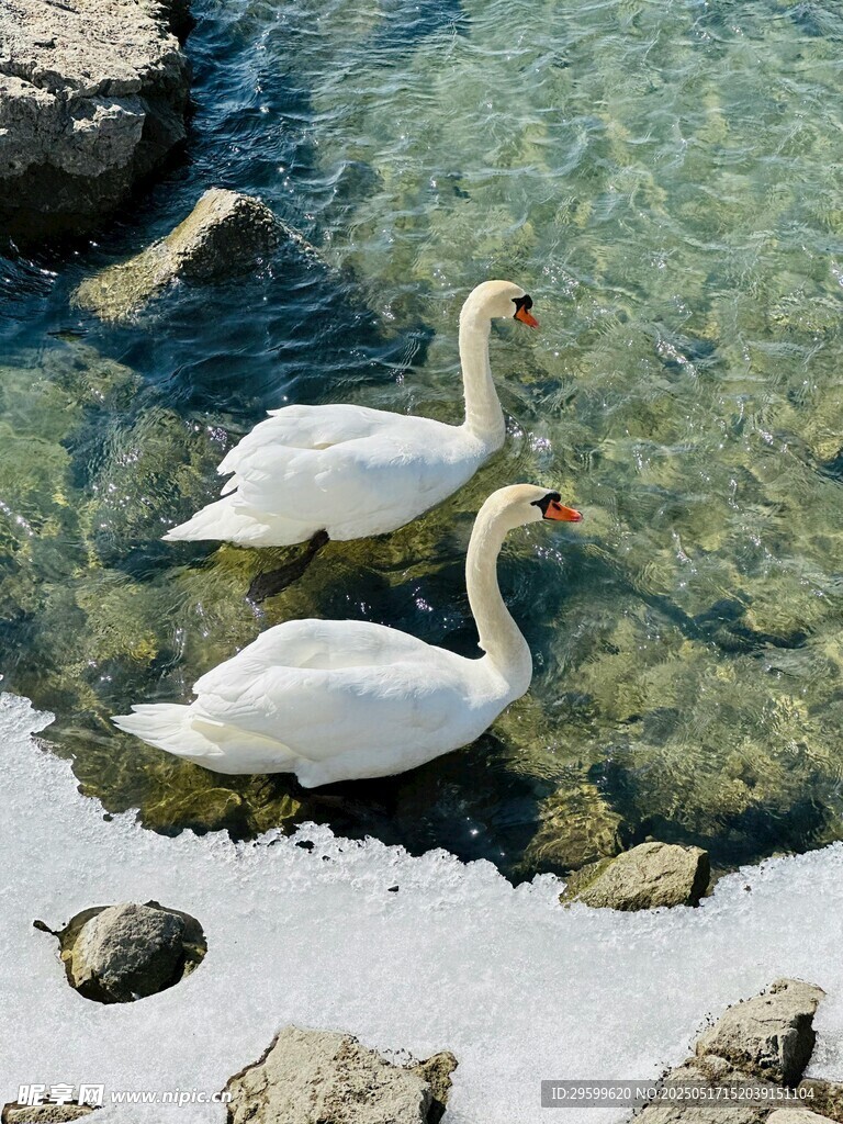 湖畔双天鹅悠游