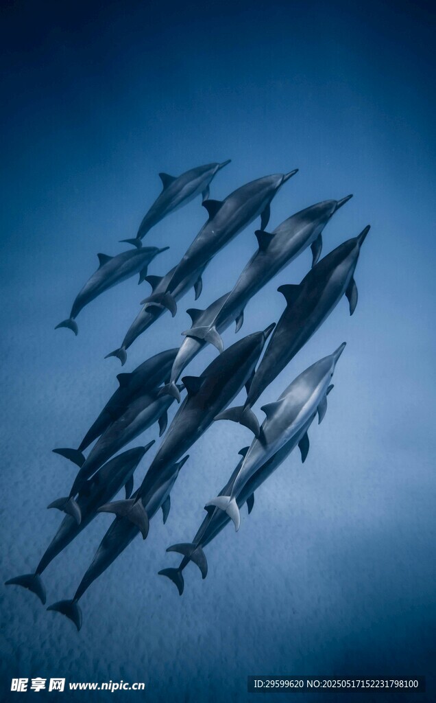 群鱼遨游深海画面