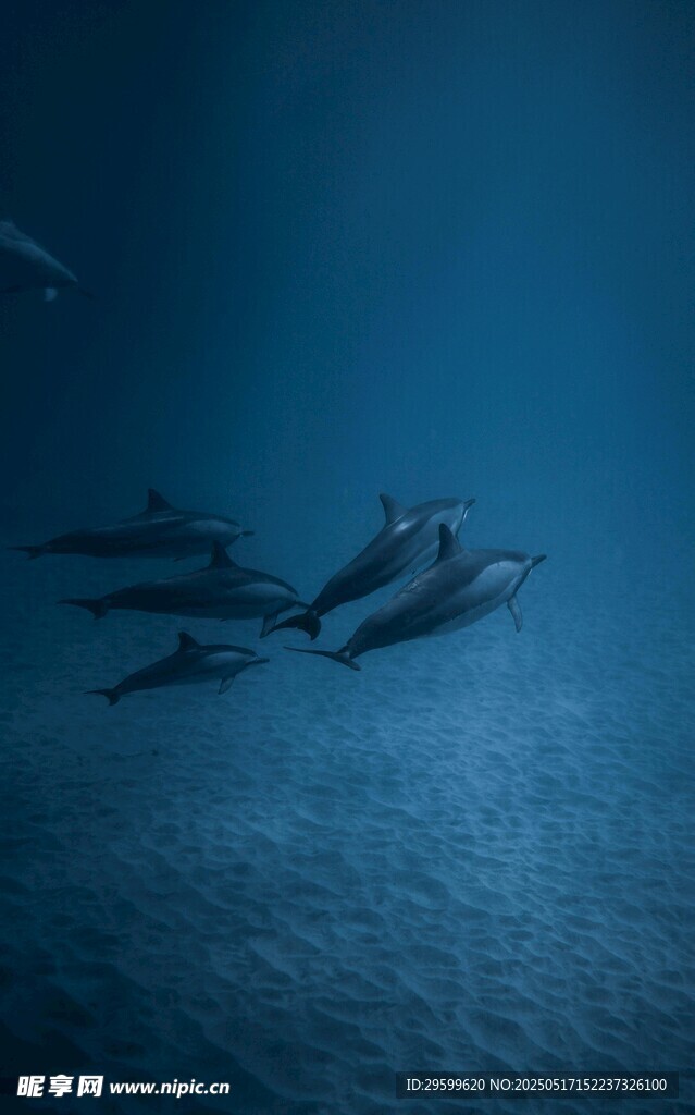 深海中畅游的一群海豚