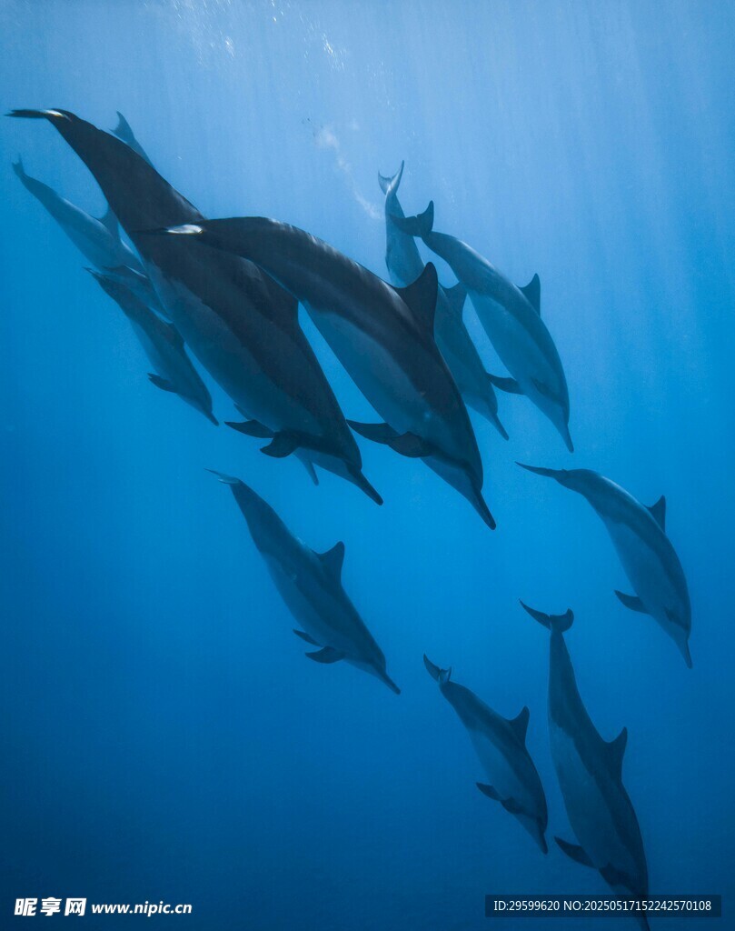 海中群海豚畅游