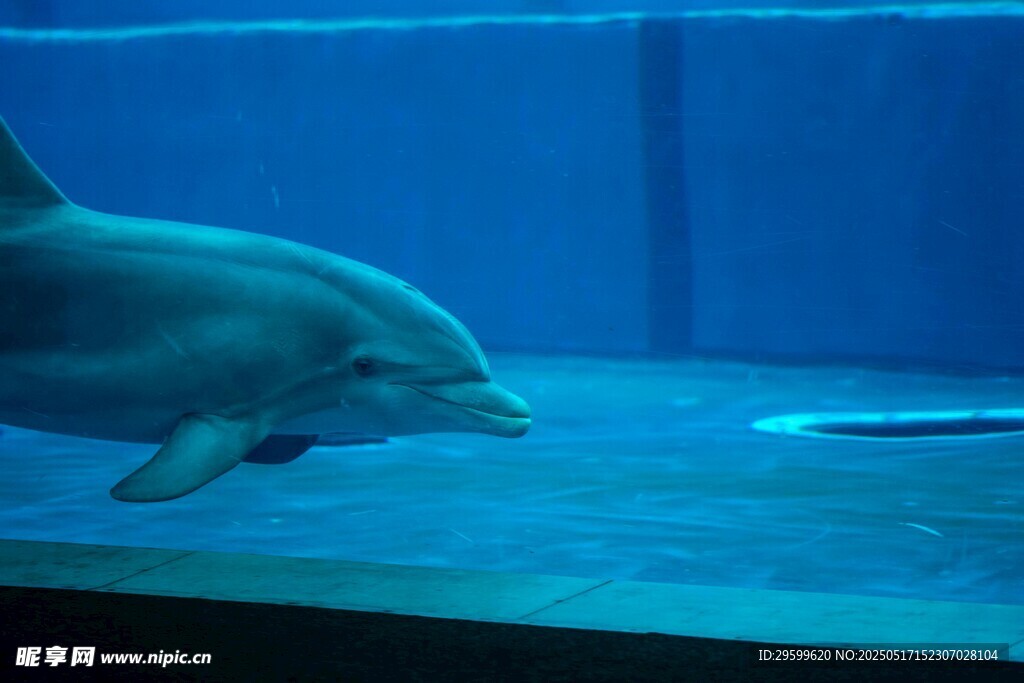 水族馆中的优雅海豚