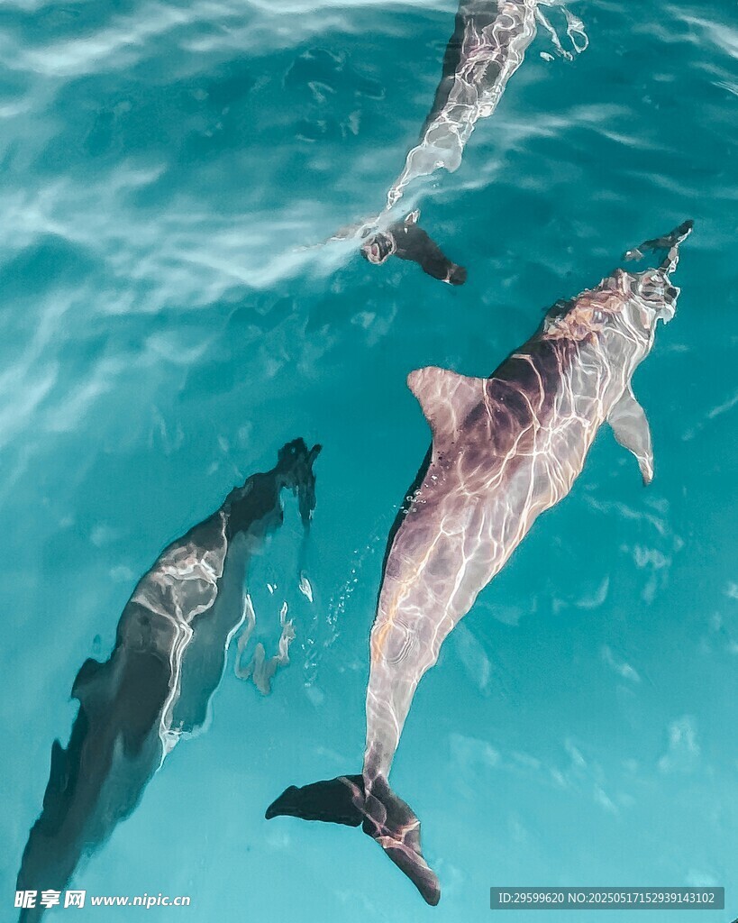海中畅游的多彩海豚