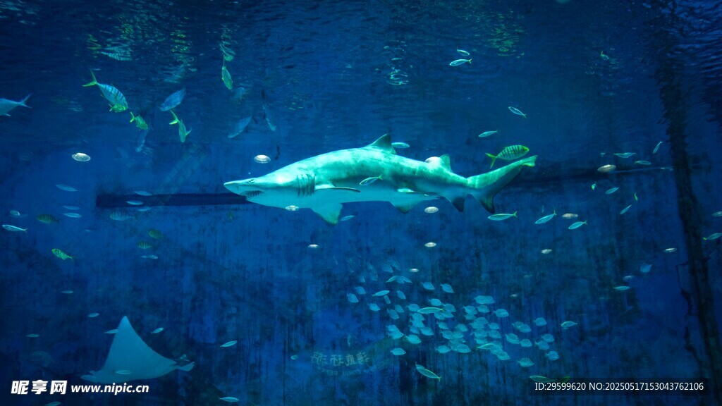 水族馆中畅游的优雅鲨鱼