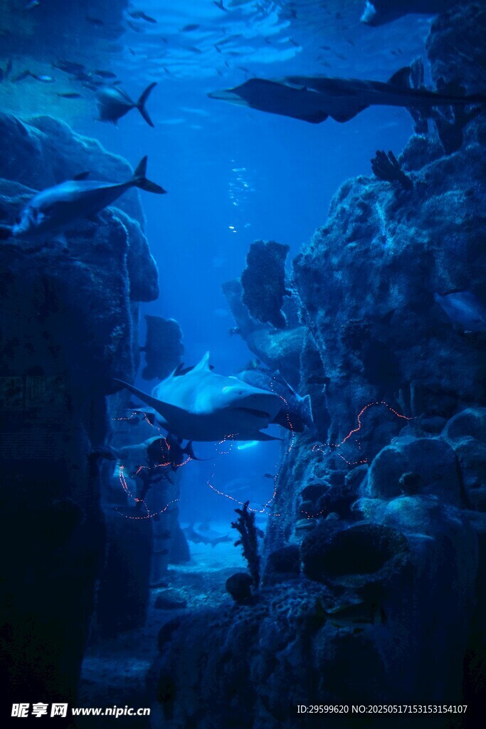海底世界景象