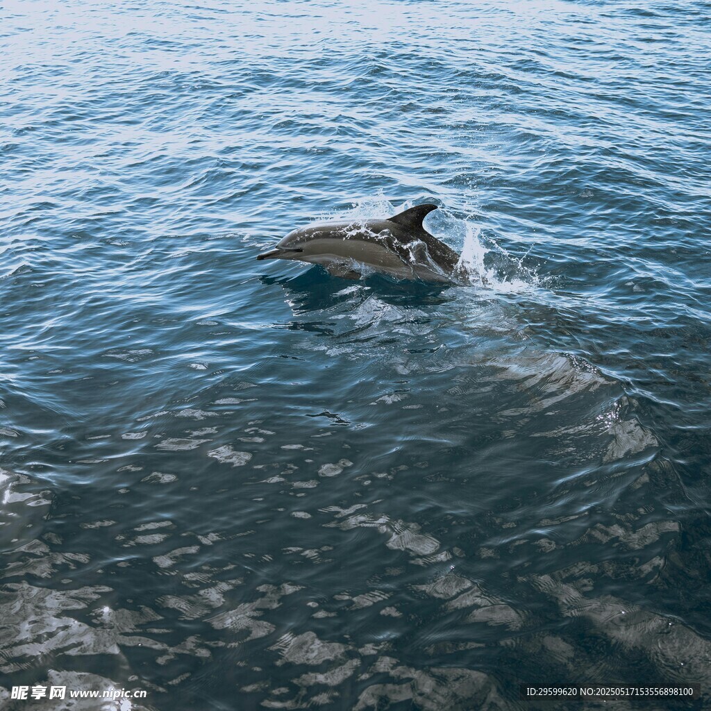 海中游泳的海龟