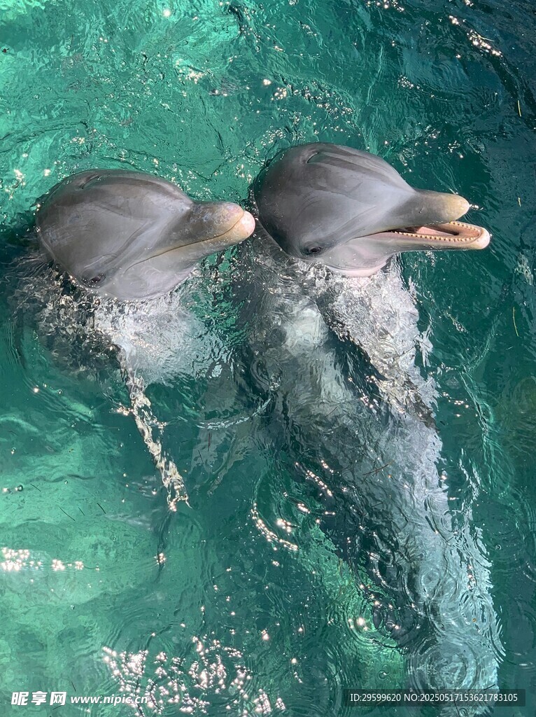 水中嬉戏的两只可爱海豚