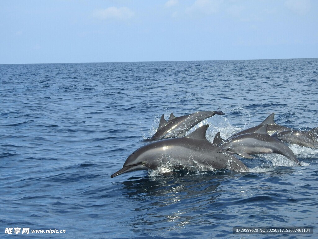海中嬉戏的欢快海豚