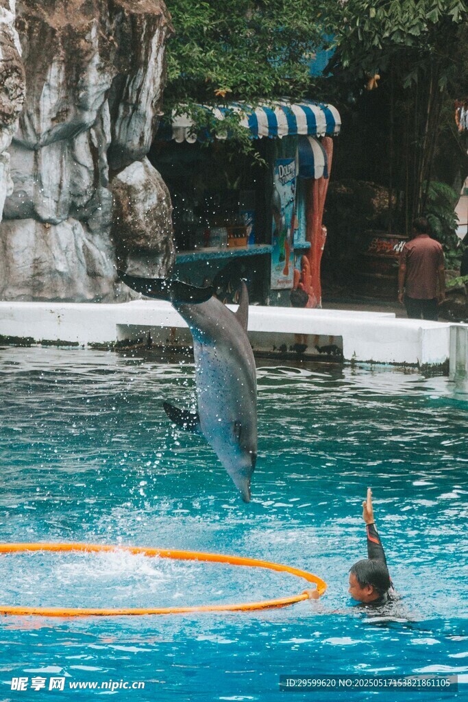 海豚
