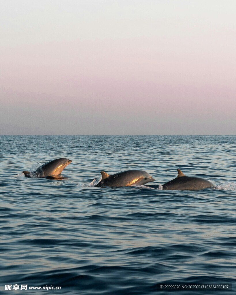  海豚