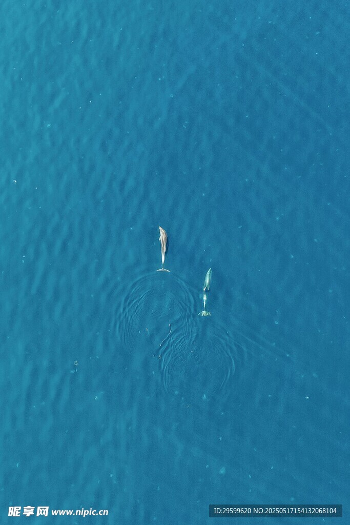 海豚