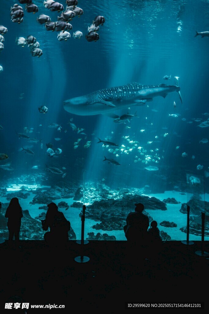 观赏水族馆中的奇妙景象