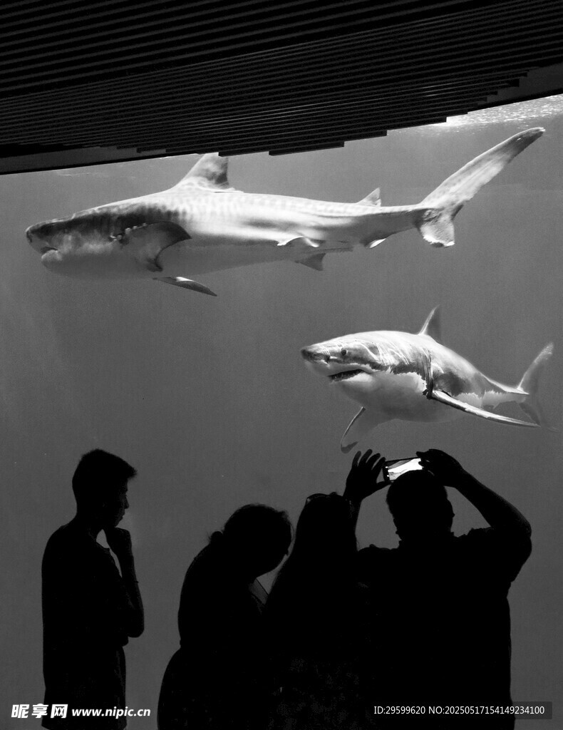 人们观赏水族馆中的鲨鱼