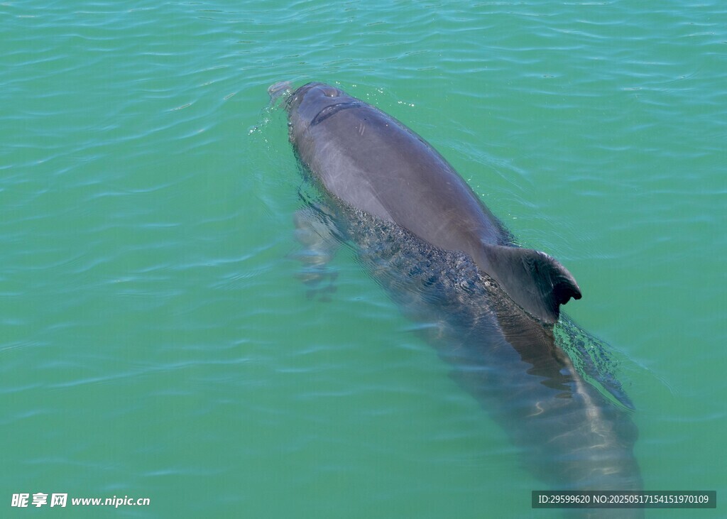 海中畅游的灰海豚