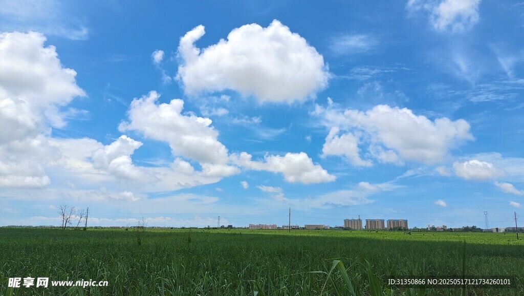 蓝天白云下的广袤绿野