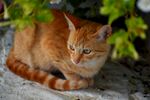 橘猫蜷卧于绿植旁
