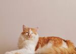 慵懒长毛猫惬意趴卧