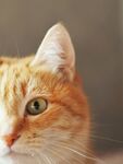可爱橘猫特写