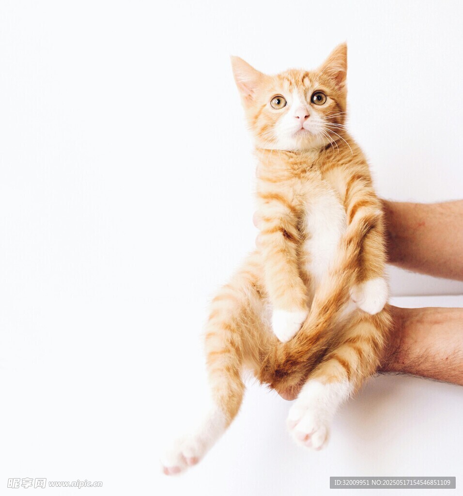 可爱橘猫被温柔捧起