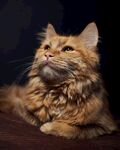 长毛橘猫仰头优雅姿态
