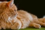 橘色长毛猫侧卧姿态