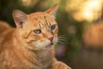 橘猫侧卧特写