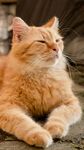 橘猫惬意趴卧