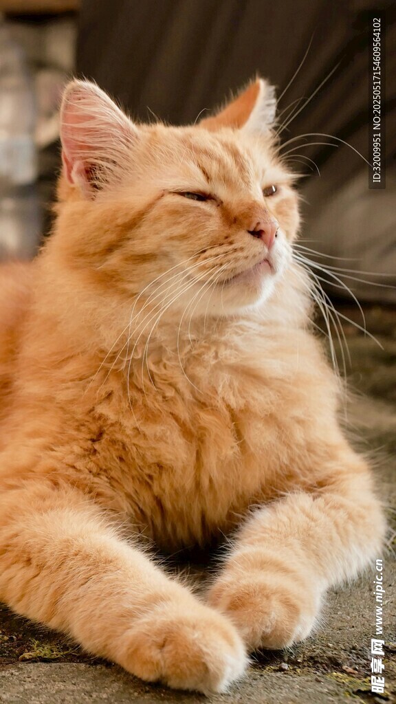 橘猫惬意趴卧