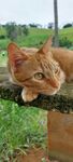 橘猫趴木杆惬意模样