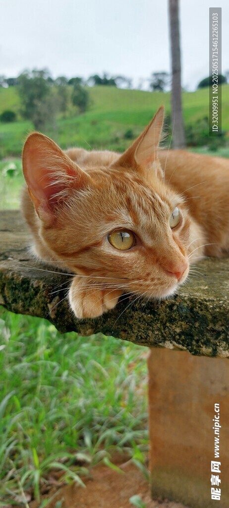 橘猫趴木杆惬意模样