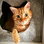 橘猫探头好奇张望
